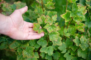 Yumuşak güneş ışığı ağaçların arasından süzülür parmakları zengin yeşil yapraklara dokunmak için uzanır, doğanın güzelliğini bir merak ve bağlantı anında yakalar..