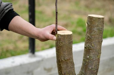Ekilmiş meyve ağacı. Bahar grefti. Yetenekli bir birey, verimli bir bahçede ağaç dalını dikkatlice budarak büyümek için ideal şekli sağlar. Eller bahçıvanlığa odaklandığını gösteriyor..