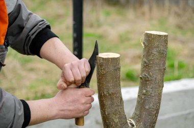 Ekilmiş meyve ağacı. Bahar grefti. Çiftçi meyve bahçesine bakar..