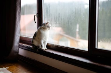 Bir kedi pencerenin kenarına oturmuş, yağmurun yağışını izliyor. İfadesi, kasvetli havayı ve uzak manzarayı gözlemlerken merak ve tefekkür gösteriyor..