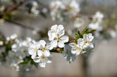 Rüzgarda hafifçe sallanan beyaz kiraz çiçekleri tomurcukları bahçeyi aydınlatır. Güneş ışığı, taze yaprakları ve narin yaprakları filtreler..