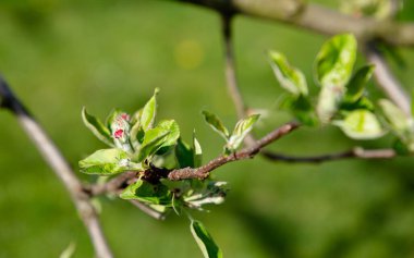 Narin yeşil yapraklar ve çiçek tomurcukları tomurcuklanıyor genç bir elma ağacının dalında, bereketli bir meyve bahçesinde baharın canlılığını sergiliyorlar..