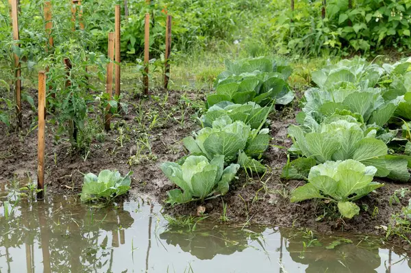 Bir bahçedeki lahana ve domates bitkileri, son zamanlarda sağanak yağış nedeniyle sular altında kalırlar. Bahçede sulanmış toprak ve ekinlerde hasar var..