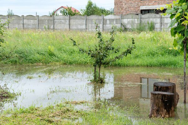 Flooding has overtaken the garden in a residential area, with standing water around a small tree. Grass is overgrown as the backyard suffers from excessive rain and poor drainage.
