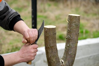Ekilmiş meyve ağacı. Bahar grefti. Çiftçi meyve bahçesine bakar..