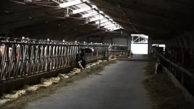 Bir ahırda inekler öğleden sonra süt çiftliğinde taze samanların tadını çıkarıyorlar.