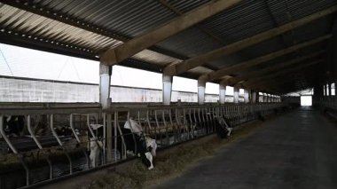 Modern mandıra çiftliğinde inekler besleniyor ve doğal ışık alan geniş ahır ortamı sergileniyor