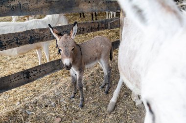 Genç bir eşek, yetişkin eşeklerle çevrili samanla dolu bir ahırda tetikte bekliyor. Doğal ışık, ahşap yapının içinden süzülerek sakin bir atmosfer yaratır..