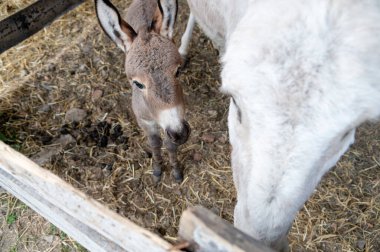 Genç bir eşek, kırsal bir ahırda yetişkin bir eşeğin yanında dikilirken merakla bakar. Güneş ışığı, samanla kaplı zemini aydınlatıyor..