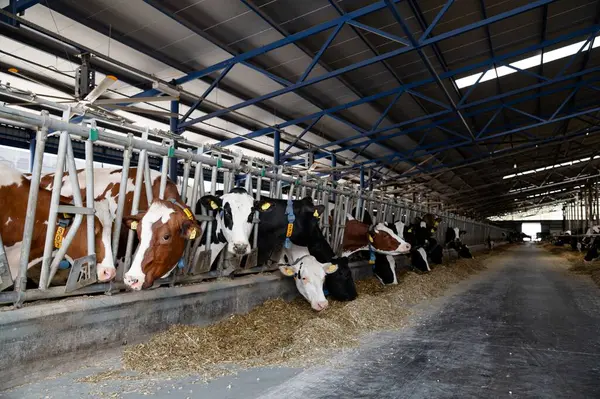 Gündüz vakti modern bir ahırda tarımsal bir tesiste inekler besleniyor.