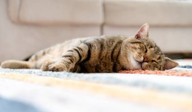 Rahat bir tekir kedi sıcak bir oturma odasında yumuşak bir halının üzerinde güneşli bir öğleden sonranın tadını çıkararak rahatça yatar. Kedinin gözleri kapalı ve derin bir uykuda gibi görünüyor..