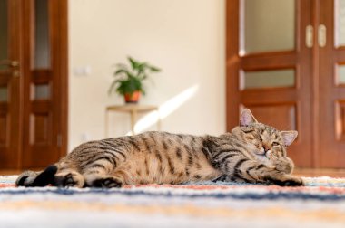 Rahat bir tekir kedi canlı bir halının üzerinde uzanıyor, güneşli oturma odasının tadını çıkarıyor. Saksı bitkisi sıcak alana yeşillik katarken kedi esner ve dinlenir..