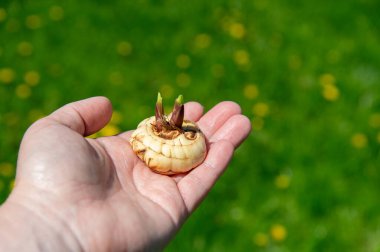 Gladiolus ampulü. Bir el renkli kır çiçekleriyle benekli yemyeşil bir alanda filizlenen bir ampulü tutar. Güneş ışığı, büyümeyi ve yenilenmeyi simgeleyen sahneyi güçlendirir..