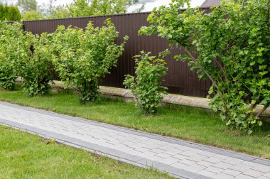 Taş kaldırımlardan yapılmış temiz bir yürüyüş yolu, güneşli bir öğleden sonra, yerleşim yerinin bahçesindeki yemyeşil çalıların yanında uzanıyor. Mekan iyi korunmuş ve davetkar. Profesyonel kaldırım taşı temizliği.