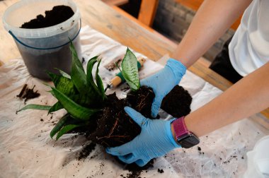 Mavi eldiven giyen bir kişi, toprakla kaplı bir masada bir yılan bitkisini dikkatle tekrarlar. Kapalı alan çok parlak, bitki bakımı için mükemmel bir ortam yaratıyor..