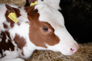 Young calf resting in a barn, surrounded by straw, showcasing its calm demeanor and distinct coloring