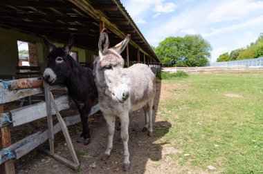 Two friendly donkeys are close together near a rustic barn, basking in the warm sunlight of a clear afternoon. Green grass surrounds them, creating a serene atmosphere.