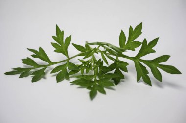 Taze kenikir yaprakları (Cosmos caudatus) Basit Beyaz Arkaplan Yüzeyinde Yaprak Kümesi