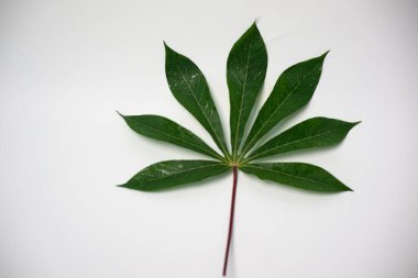 Taze manyok yaprakları (Manihot esculenta Crantz) Basit Beyaz Arkaplan Yüzeyinde Yaprak Kümesi