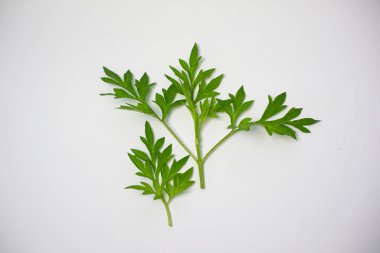 Taze kenikir yaprakları (Cosmos caudatus) Basit Beyaz Arkaplan Yüzeyinde Yaprak Kümesi