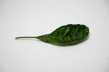 Doğal Tasavvur Görüntüsü için Beyaz Arkaplan 'a izole edilmiş yeşil biber yaprakları. Ayrıntıları ve dokuyu vurgulayan tek bir yeşil yaprağın yakın plan resmi, beyaz bir arkaplanda izole edilmiş, doğa, botanik ve organik temalı projeler için mükemmel.