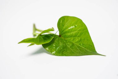 Kalp şeklinde yapraklar, canlı yeşil bir senfoni. Üç küçük kalp, baharın fısıldayan hikayeleri. Çok huzurlu..