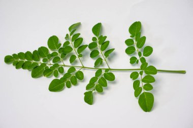 Canlı Yeşil Moringa 'nın Macro Shot' u Yumuşak Beyaz Arkaplan 'a Karşı Yapraklar. Doğal güzelliklerini ve karmaşık dokularını sergiliyorlar.