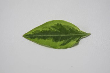 Euphorbia tititimaloides (Sig Sag) 'in Yakın Çekim Makro Çekimi Beyaz Arkaplan' da Canlı Şekillerle Ayrıldı