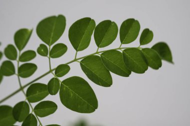 Canlı Yeşil Moringa 'nın Macro Shot' u Yumuşak Beyaz Arkaplan 'a Karşı Yapraklar. Doğal güzelliklerini ve karmaşık dokularını sergiliyorlar.