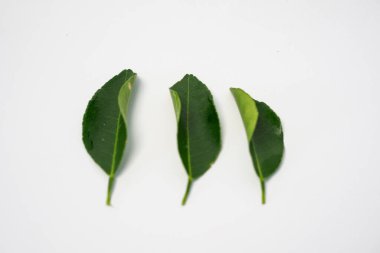 Doğanın limon yaprakları, beyaz arka planda izole edilmiş lezzetli bir mutfak macerası için mükemmel, limon yaprakları.