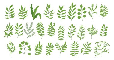 Klasik Yeşil Tropik Bitki seti, renkli çiçek demeti elementleriyle yeşillik koleksiyonu. Bitkilerin bahçesi. El çizimi Düz Biçim, düğün davetiyesi veya pankart için uygun