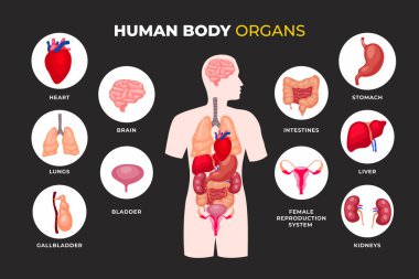 İnsan İç Organı ve Parça Bilgi Posteri, Mide, Akciğerler, böbrekler, kalp, beyin, karaciğer, mesane, safra kesesi, bağırsaklar, böbrek, kadın üreme sistemi. Tıbbi anatomi