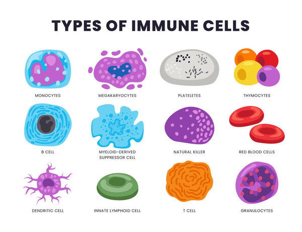 Different types of human immune cells set collection, Medical Infographic Chart Composition Poster Illustration, Suitable For Education, Presentation, Print, Microbiology anatomy. Vector illustration