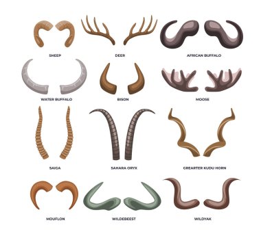 Farklı türde hayvan boynuzu tipleri koleksiyon posteri eğitimi, diyagram, bilgi okulu, beyaz arka planda bighorn, koyun, bizon, bufalo, geyik, boynuz vektör çizimi.