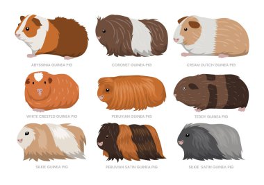 Farklı tip kobay setleri koleksiyonu, evcil kobay çizgi filmi, memeli çiftçiliği, evcil kemirgen vektör çizimi, eğitim poster kataloğu için uygun düz stil..