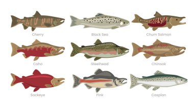 Farklı somon kümesi koleksiyonu, çeşitli yerli somon karikatürü, deniz altı hayvan balığı, vektör illüstrasyonu, eğitim için uygun poster kataloğu, düz stil..