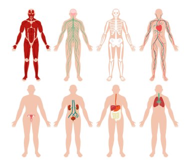 İnsan organı koleksiyonu, Biyoloji Tıp Eğitim Çizelgesi, Eğitici Anatomi Fizyolojisi Önden Görünüm Bellek Kartları poster illüstrasyonu, Kas Sinirleri İskeleti.