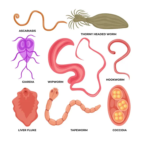 Solucan paraziti koleksiyonu, insan bağırsak parazitleri seti, askariasis ile ilgili tıbbi iç enfeksiyon, dikenli solucan, giardia, kırlangıç, kanca kurdu, karaciğer kurdu, bağırsak kurdu, koksid kurdu,
