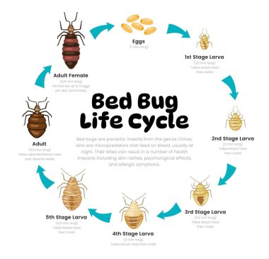 Bed Bug Yaşam döngüsü Bilim Eğitim Geliştirme Süreci Diyagramı, yumurta ve perili evreden beslenmemiş yetişkin ev böceklerine kadar farklı aşamalar, üreme açıklaması.