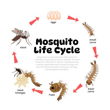 Sivrisinek Yaşam döngüsü Bilim Eğitimi Geliştirme Süreci Diyagramı, farklı böcekler yumurta, larva, yumurtadan çıkma ve yetişkin açıklaması üreme şeması örneklerini aşamalar.
