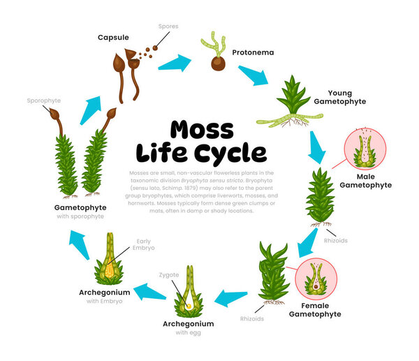 Moss Life Cycle Diagram for Science Education development process scheme illustration, Different insect stages from stages spores, protonema, gametophyte, archegonium, reproduction explanation.