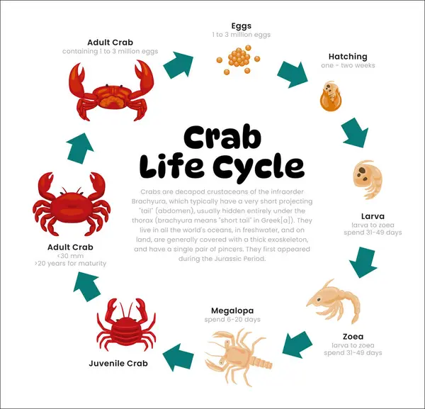 Yengeç Yaşam döngüsü Bilim Eğitimi Geliştirme Süreci Diyagramı tasviri, aşamalardan yumurtadan yumurtadan çıkma, zoea, megalopa, gençlikten yetişkin üreme izahına farklı aşamalar.