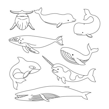 Balina karalama koleksiyonu, balina taslak boyama sayfası ya da anaokulu için kitap hayvanları, hayvanlarla ilgili vektör çizgisi, vahşi yaşam, el çizimi, farklı pozlarda en az balina çizgisi çizimi..