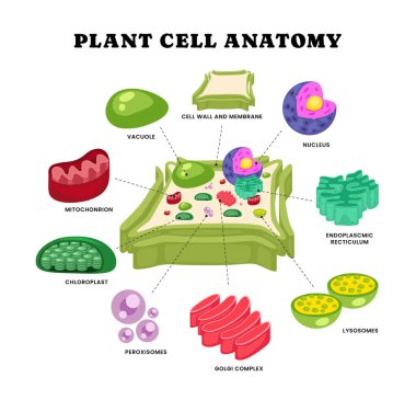Organellerle birlikte bitki hücre anatomisi yapısı. Bitki hücre enine kesitinin anatomisi. Hücre biyolojisi. Nucleus, Pürüzsüz ve Sert endoplazmik retikulum, Golgi aparatı, Mitokondri ve Kloroplast.