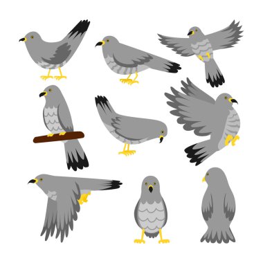 Cuckoo Bird karikatür koleksiyonu çeşitli jestlerle izole edilmiş, uçan, oturan dal, beyaz arka planda, kuş hayvanları guguguk kuşları süsleme ve doğa tasarımı için vektör çizimi.