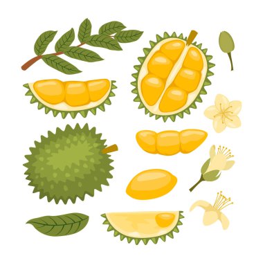 Dilimlenmiş durian, çiçek ve yaprak dallı Durian meyve tablosu koleksiyonu, sağlıklı yaşam tarzı için yaz tropikal meyveleri. Durian, tam meyve ve parça izole illüstrasyon.