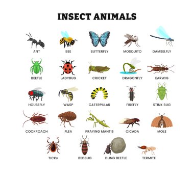 Eğitim posteri için farklı böcek türleri, karınca, kelebek, arı, yusufçuk, sinek, sinek, kızböceği, böcek, cırcır böceği, kulaklık, kene, kene,.