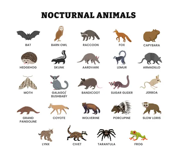Yarasa, rakun, tilki, karıncayiyen, kirpi, güve, kokarca, çalı bebek, lemur, armadillo, çakal ve diğer vektör illüstrasyonlu eğitim posteri için çeşitli gece hayvan koleksiyonları..