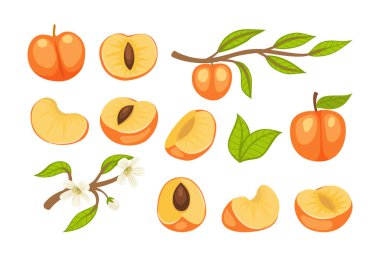 Kayısı çiçekleri, kayısı dalları, yeşil yapraklar, dilimler, yarım ve tüm kayısı meyveleri, beyaz arka planda izole edilmiş, düz vektör çizim karikatürü..