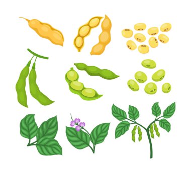 Soya tohumlu çiğ soya fasulyesi koleksiyonu seti, çiçek ve dallarla büyüyen soya fasulyesi, tarım protein gıdası, olgunlaşmış baklagiller. Vejetaryen protein besin maddesi..